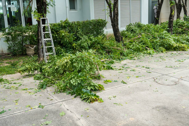 Why Choose Our Tree Removal Services in Freeburg, IL?